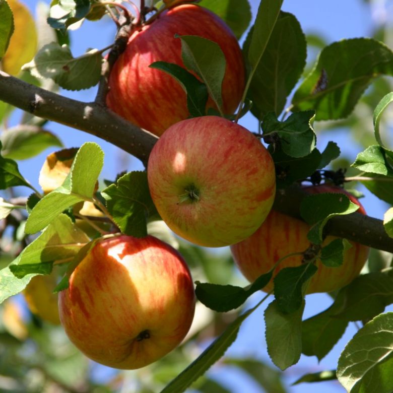 Äpfel Verarbeitung Saftpresse
